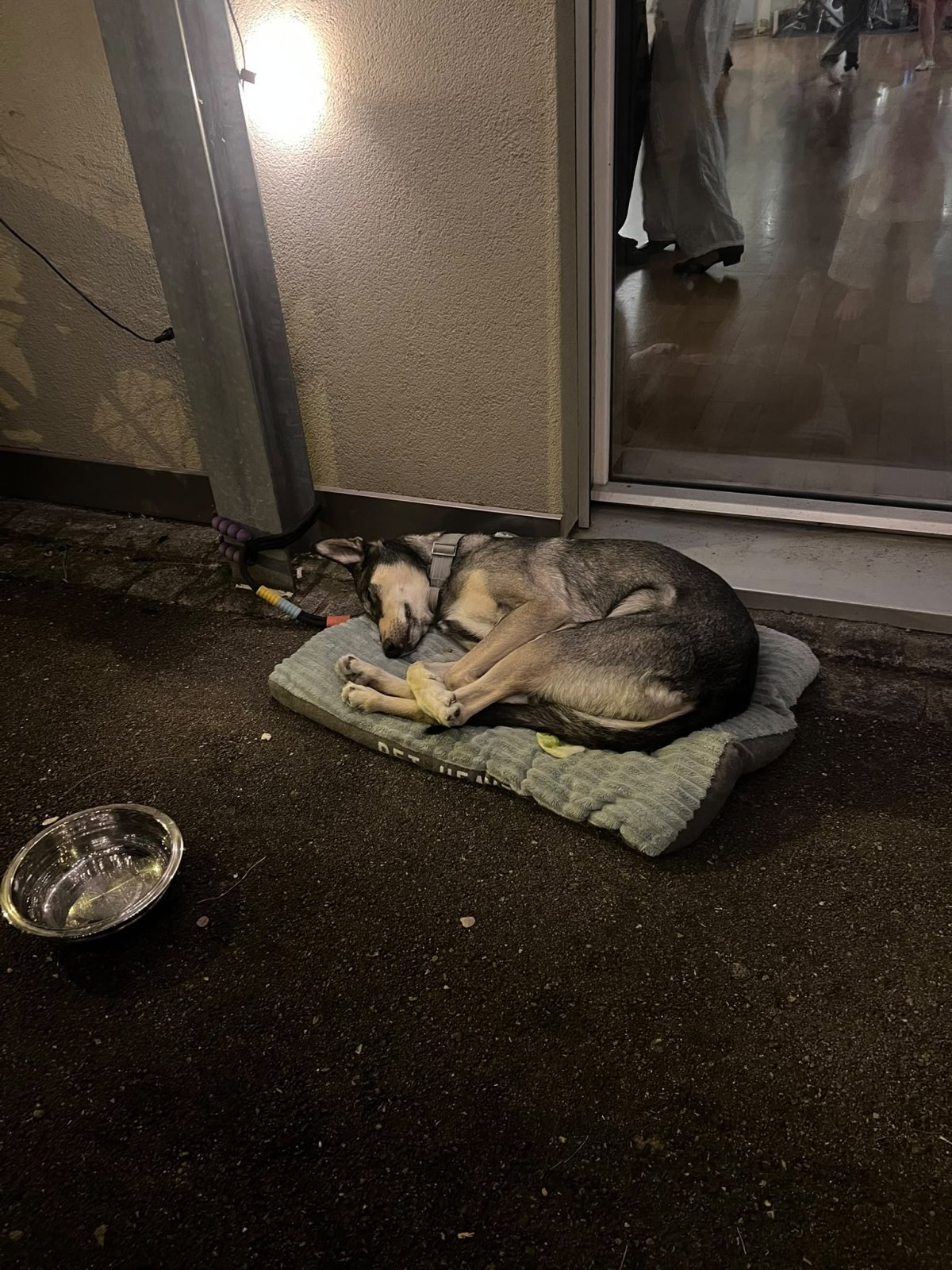 Sora, Tanzbar Hund